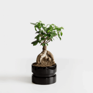 Product Title Here 1