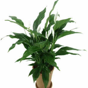 Product Title Here 8